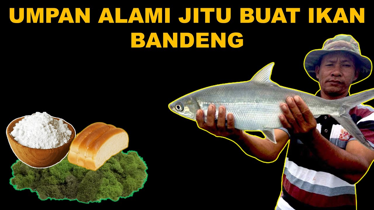 4 Umpan Alami Jitu Buat Ikan Bandeng Liar Di Tambak Maupun Di Laut