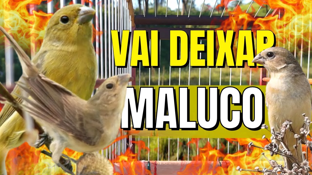 Piado de papa capim fêmea vai deixar seu papa capim cantando Muito RÁPIDO !