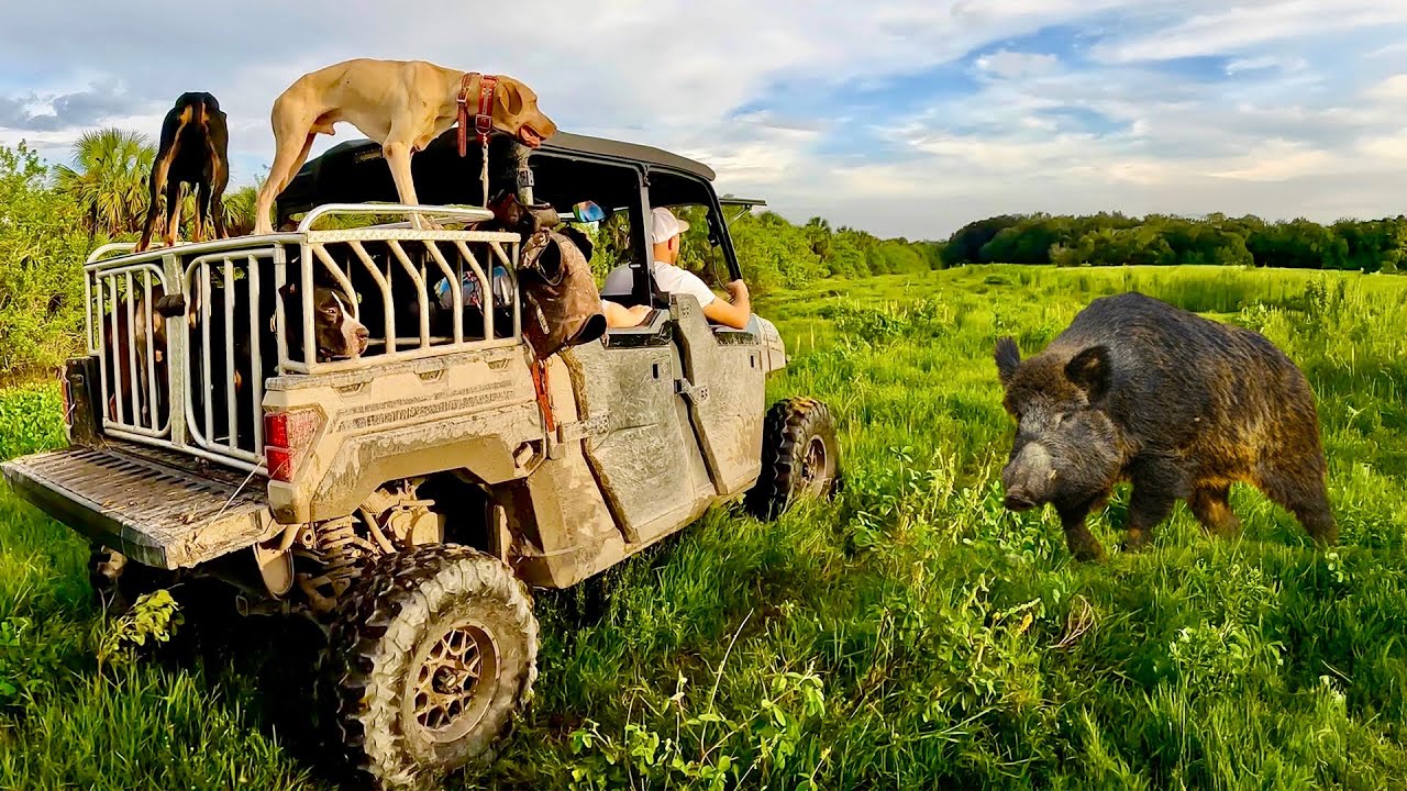 Hunting with Dogs for Huge Wild Hogs off Swamp Buggies ( Catch &  Sushi)