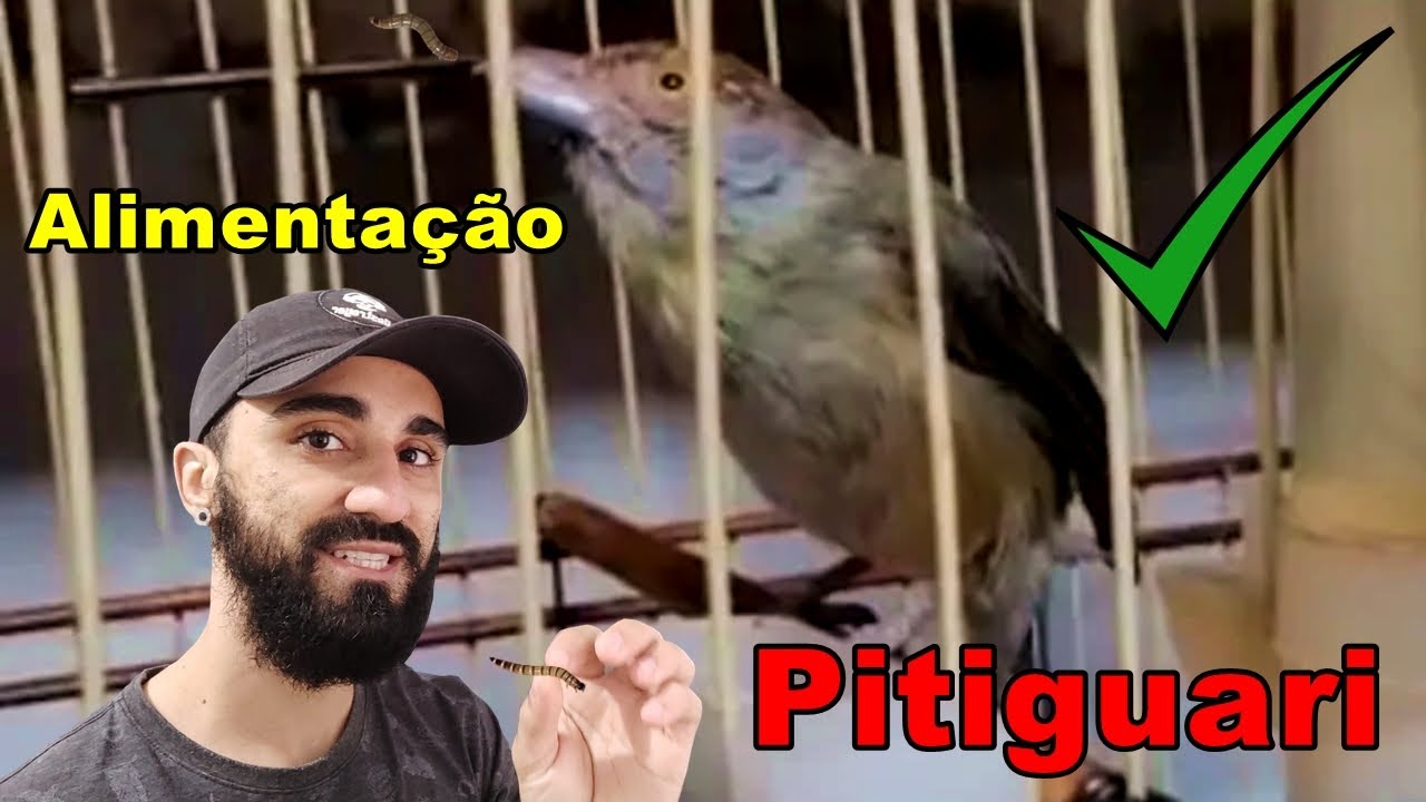 Alimentação completa para Pitiguari!