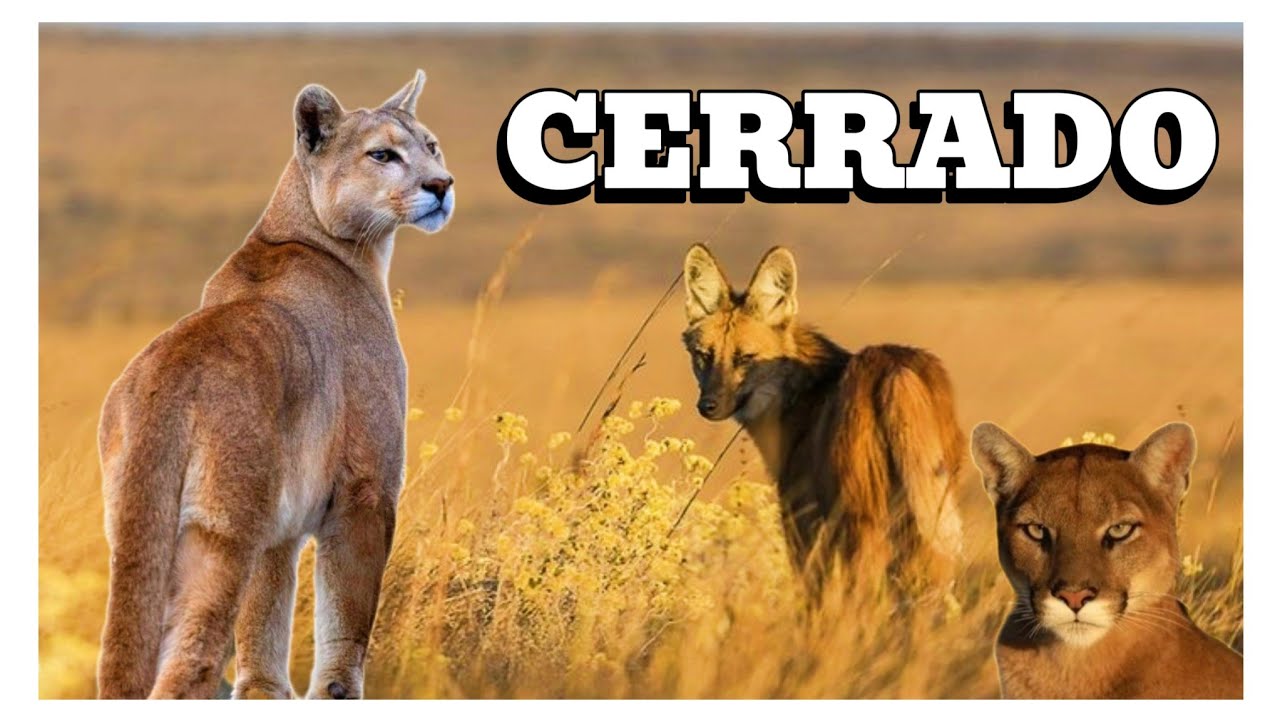 ANIMAIS DO CERRADO QUE V&Atilde;O TE SURPREENDER|FAUNA BRASILEIRA