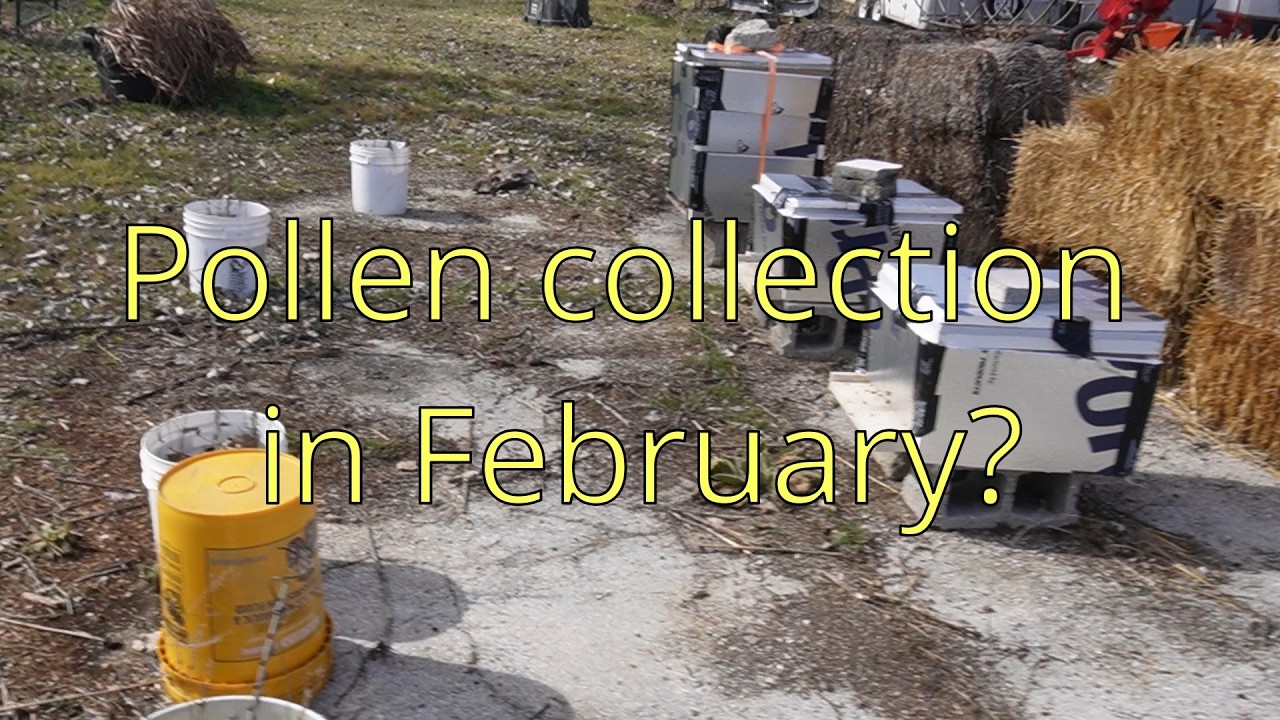 Bees check in! #bees #bee #beekeeper #beekeeping #subscribe #beeshorts #beeslife #farmlife #farm