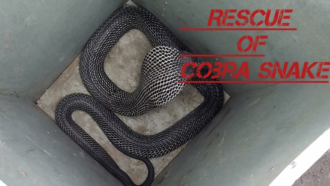 |Rescue  of Cobra Snake by forest Department |