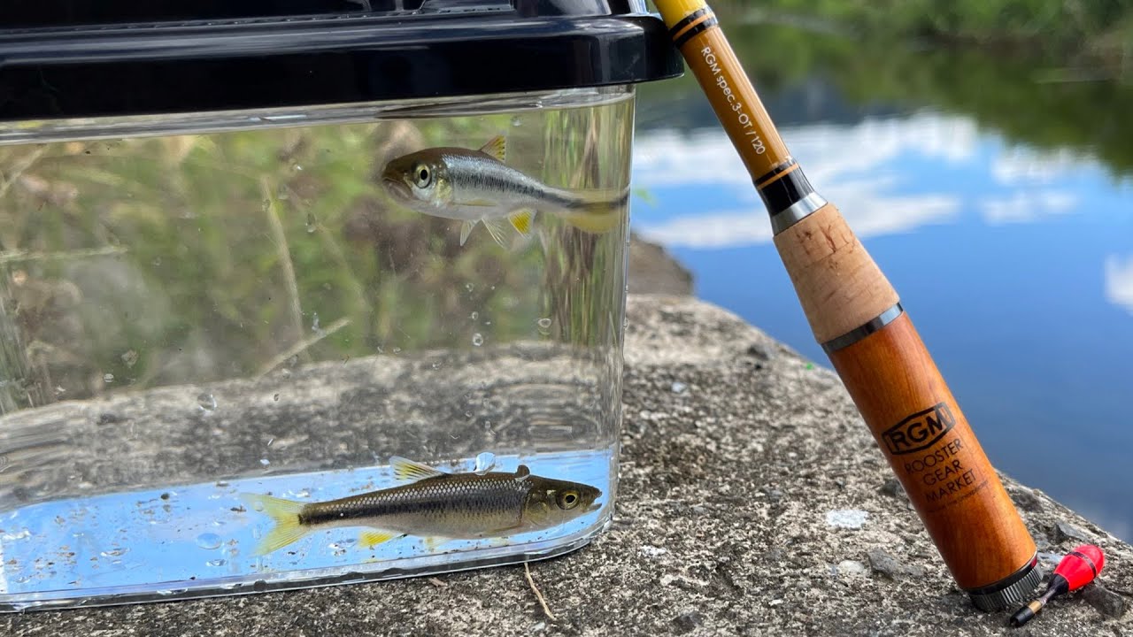 タナゴを求めて…小物釣りin亀岡🎣