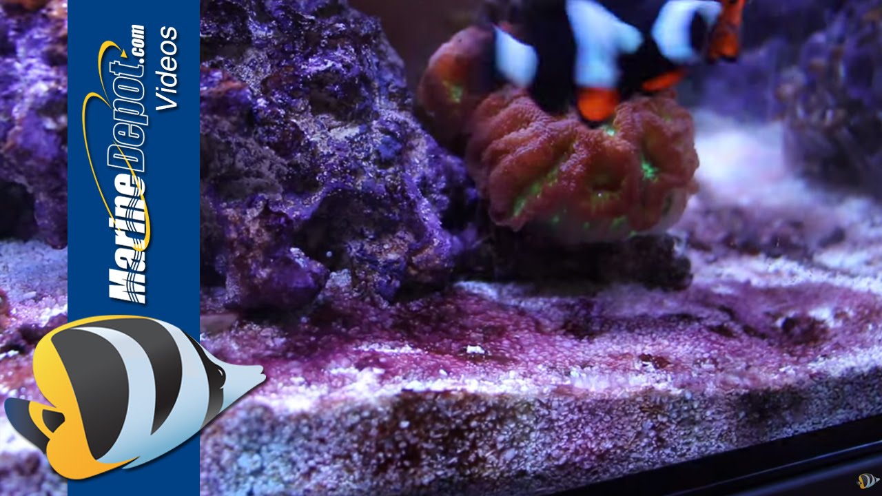 Red Slime: How to Prevent and Remove Cyanobacteria