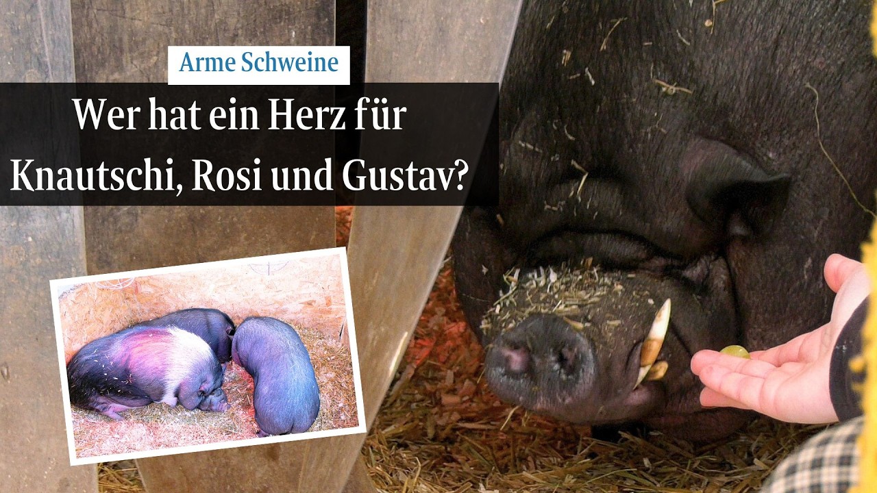 Bremen: Diese verschmusten Hängebauchschweine suchen ein neues Zuhause | Besuch im Tierheim