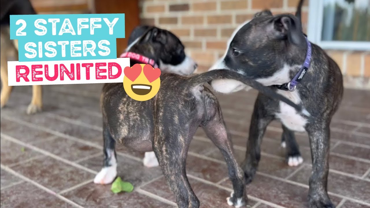 Two Staffy Puppy Sisters Reunited