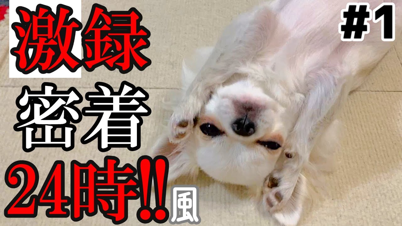 激録うみちゃん密着24時!!#1