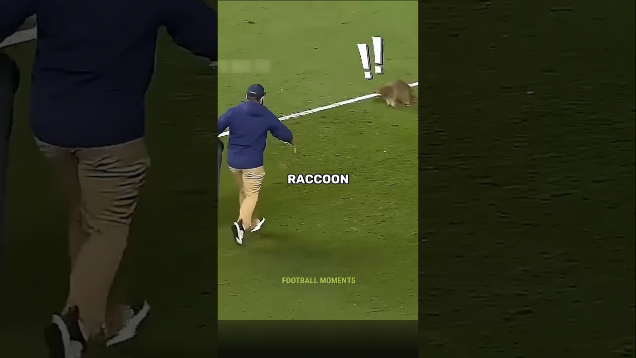 Animal Moments in Football 👀