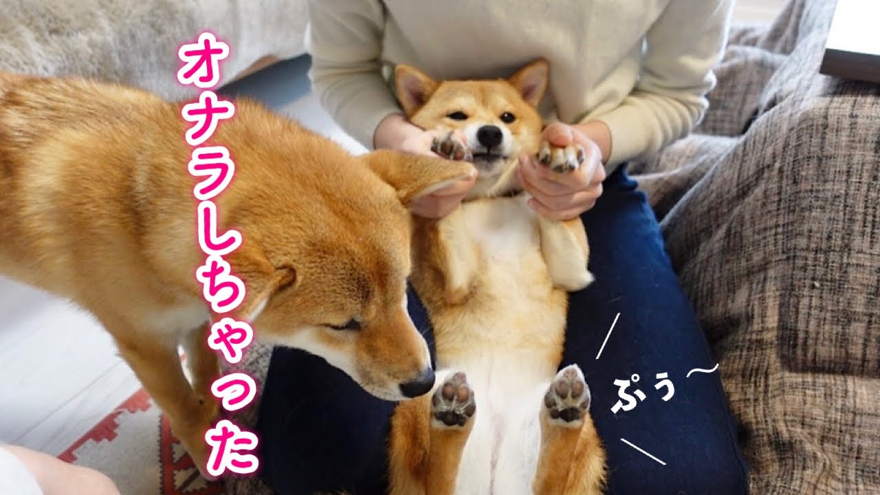 肉球マッサージ中にオナラ連発しちゃう柴犬