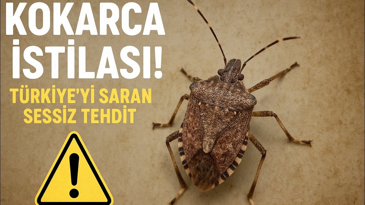 😱 KOKARCA İSTİLASI BAŞLADI! 🪳 Türkiye’yi Saran Sessiz Tehdit ⚠️ Şaşırtıcı Gerçekler!
