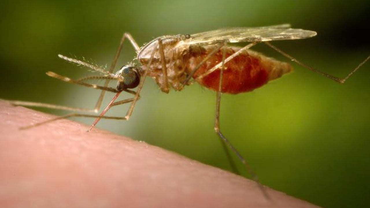 How to avoid mosquito bites: fact vs. fiction