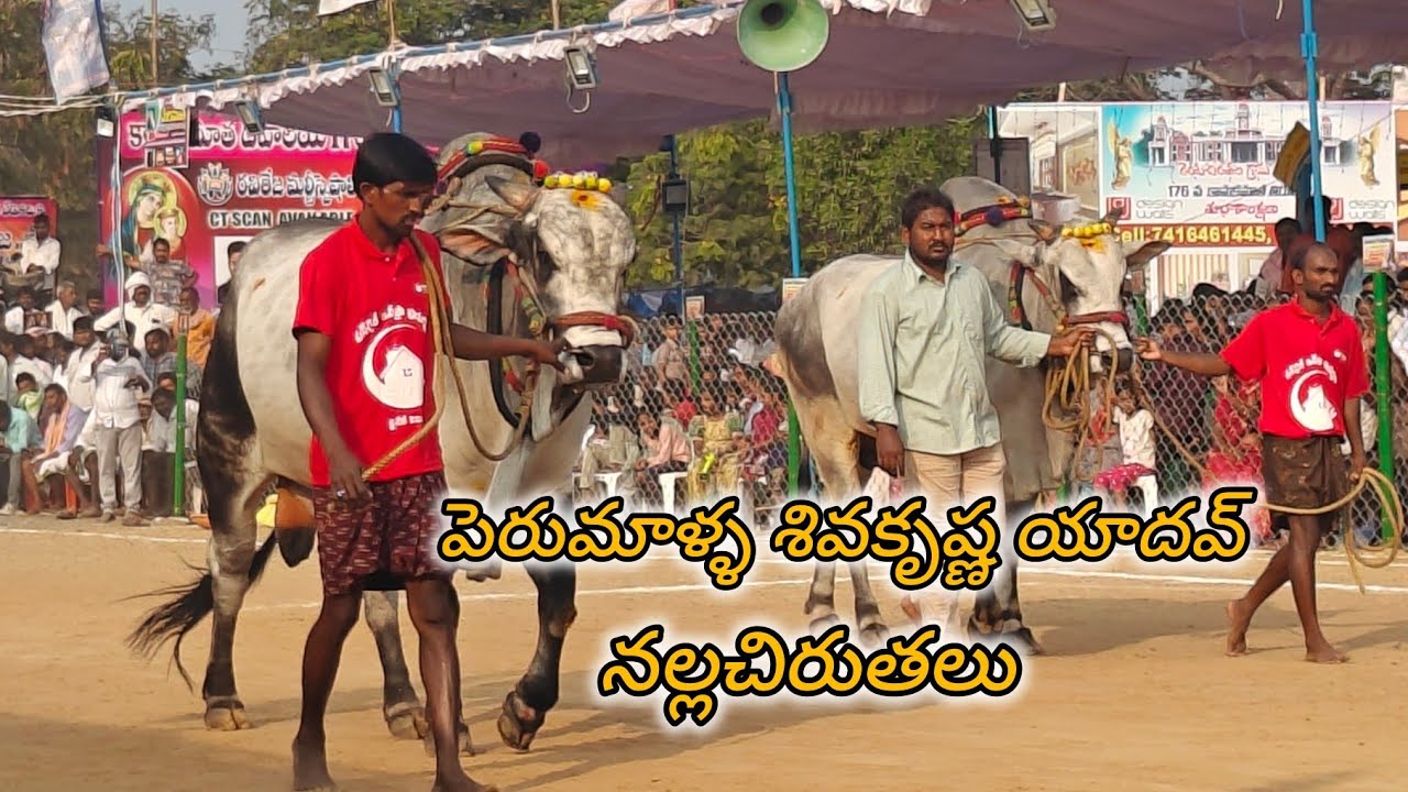 రెంటచింతల సీనియర్స్ 9వ.పెరుమాళ్ళ శివకృష్ణ యాదవ్, కల్లూరు,YSR జిల్లా(🐅నల్ల చిరుతలు🐅)...
