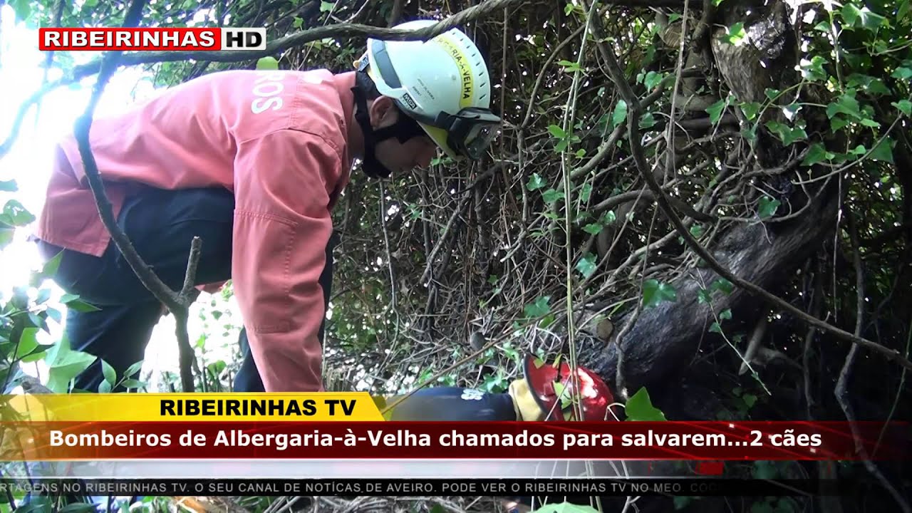 Bombeiros de Albergaria-à-Velha chamados para salvamento de um animal que caiu a um poço