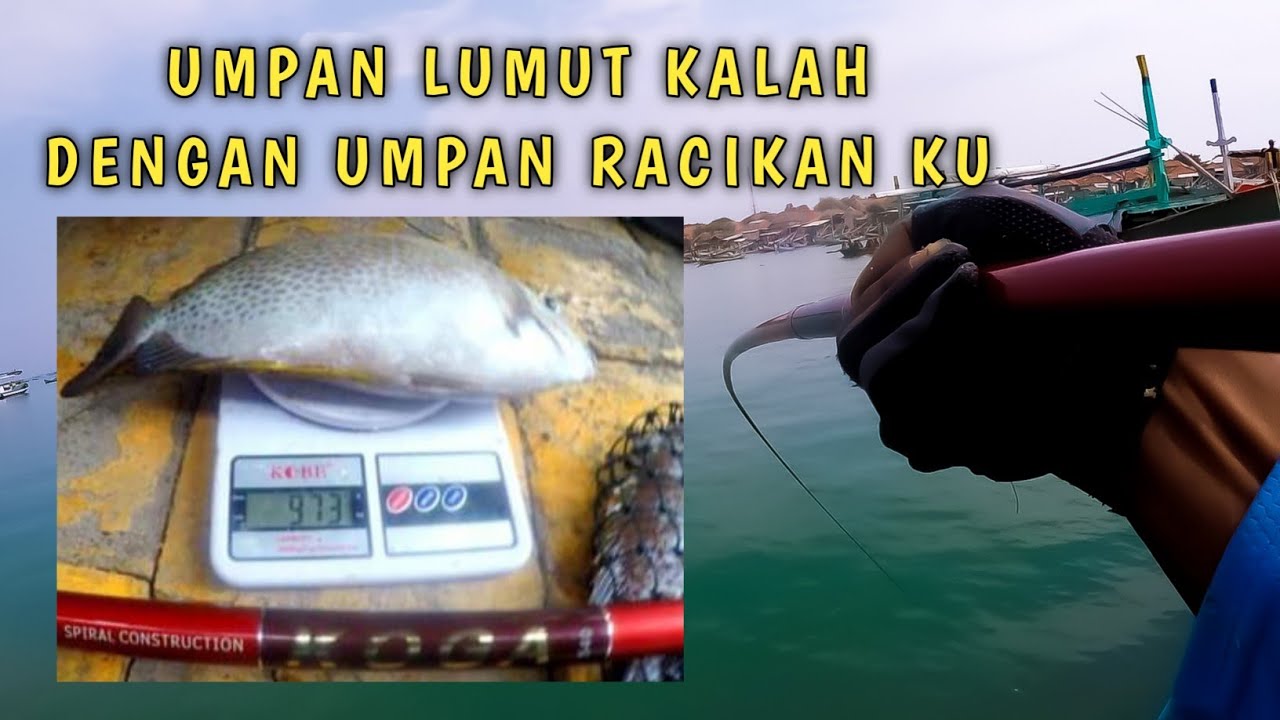 HERAN!!! BARONANG SIZE 1KG GAK DOYAN LUMUT