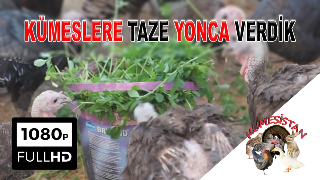 Bütün Kümese Taze Yonca Verdik - Hindi Yetiştiriciliği - Ördek Yetiştiriciliği - Beç Yetiştiriciliği