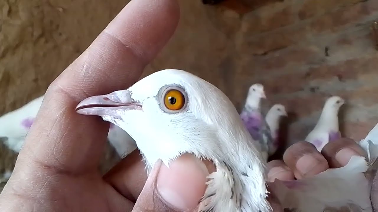 15کبوتر پٹی والے800 روپے پر فائنل جس بھائی کی ریٹ سمجھ میں ائے رابطہ کرے لوکیشن فیصل آباد03151145113
