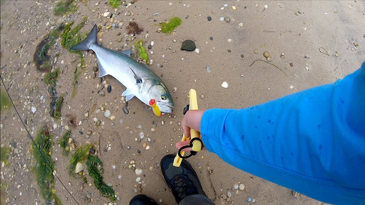 Spring BACK BAY Fishing for BLUEFISH on TOPWATER Poppers - Long Island NY