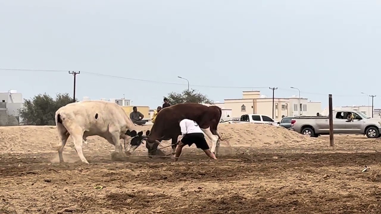 توقيع & رتم