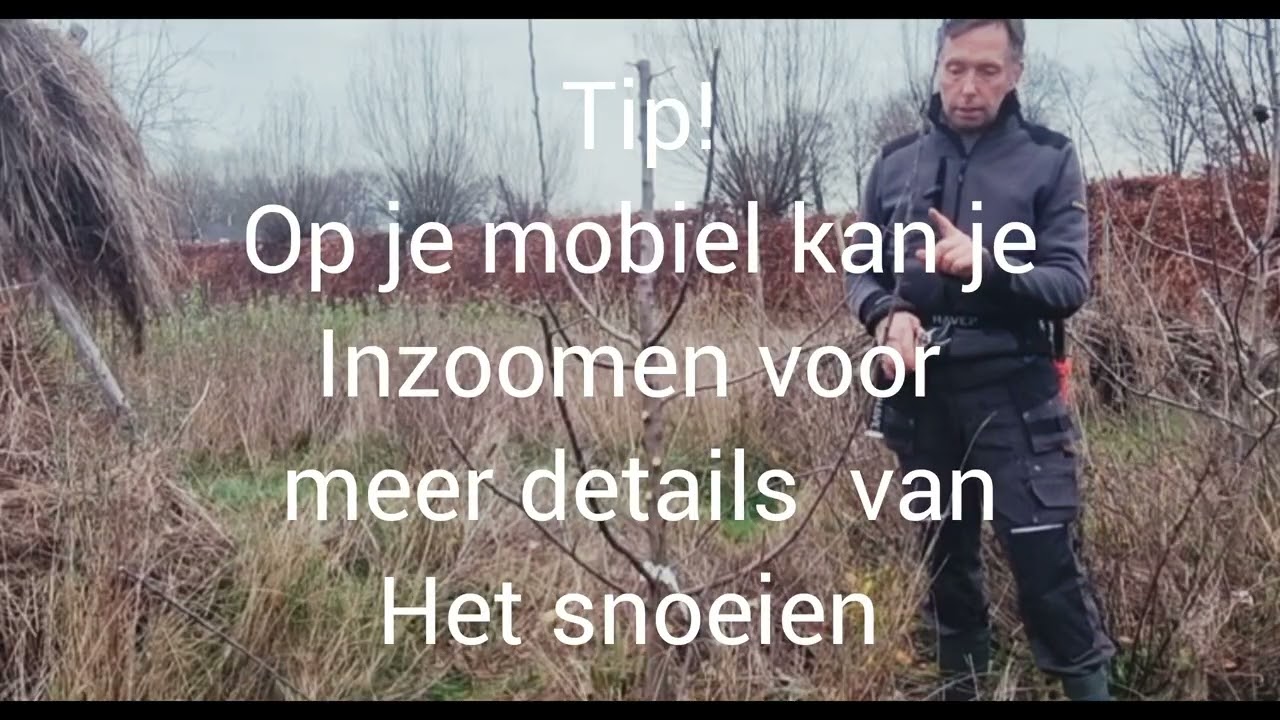 Laagstam appelboom vormsnoei