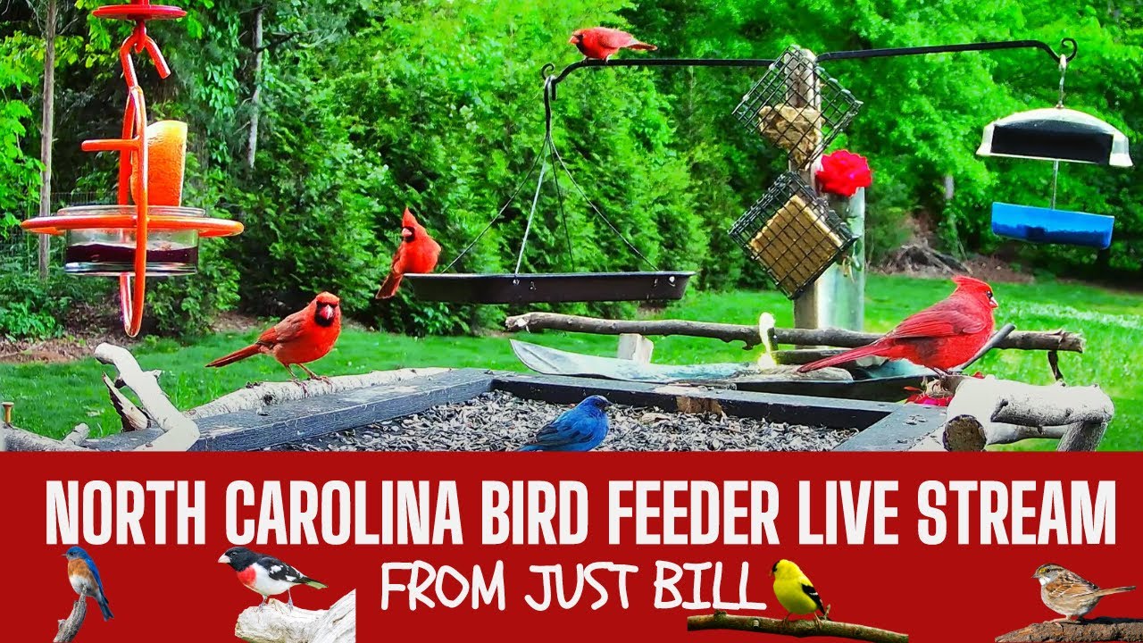North Carolina Bird Feeder Daily Live Stream - The Most Cardinals on YouTube
