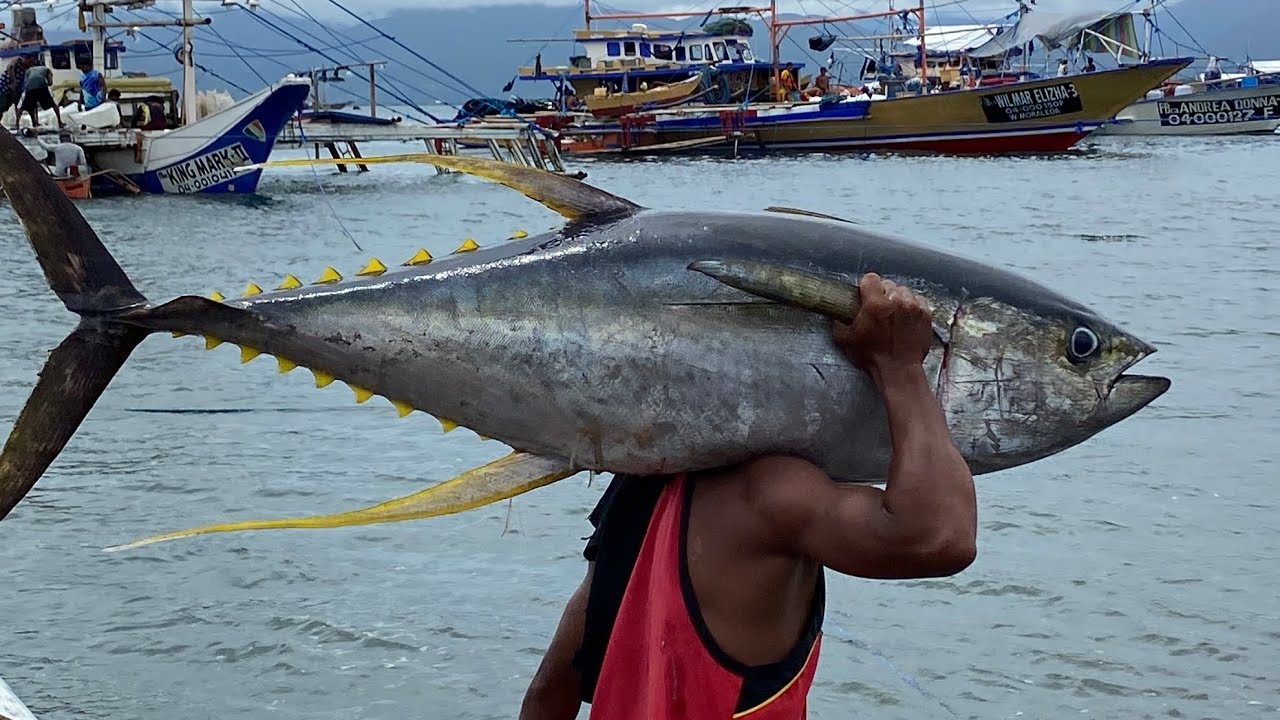 Pag aayus ng mga huling tuna para manatiling sariwa #trending #fishing 