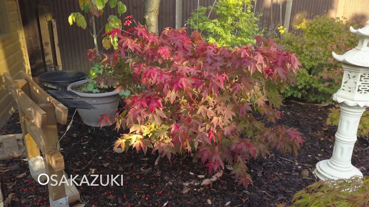 Japanese Maple Varieties