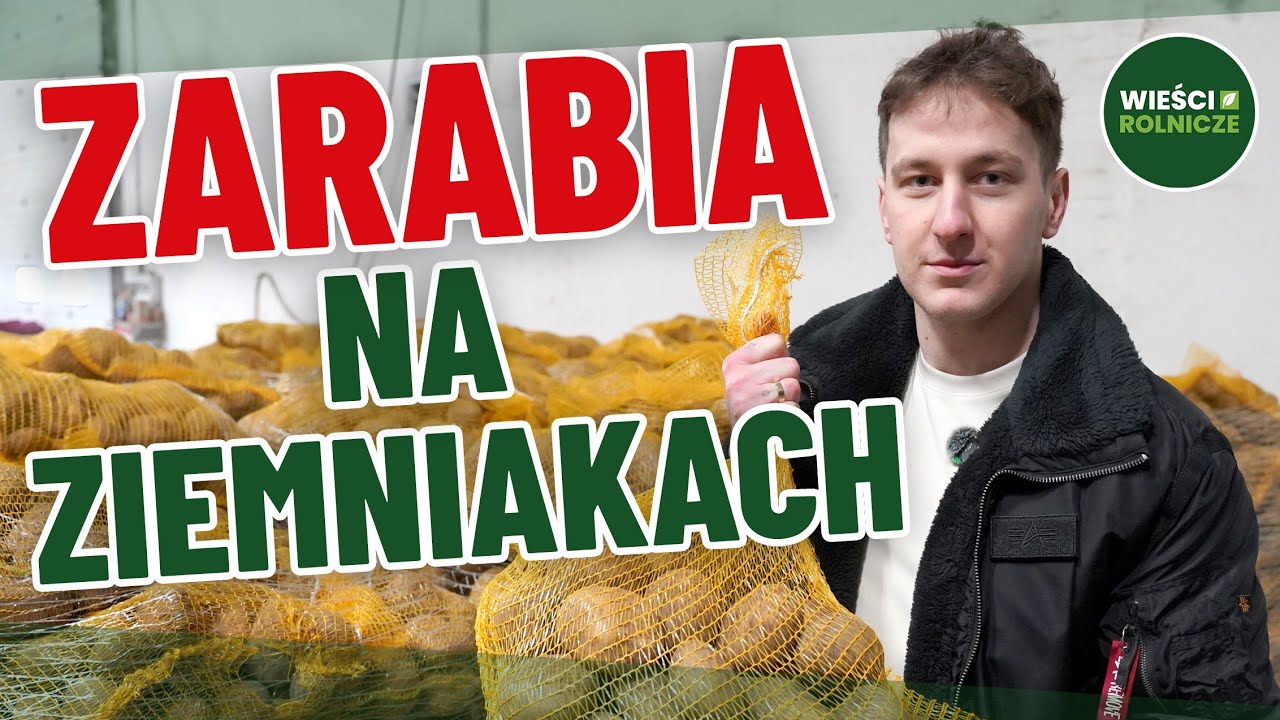 Inni zostali z towarem, on sprzedał tysiące ton ziemniaków. Patent młodego rolnika z Wielkopolski