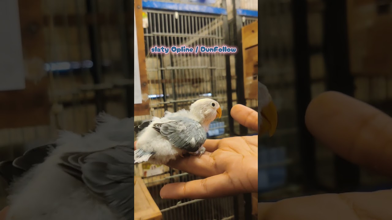 Slaty Opline / Dun #pets #viralvideo #birds