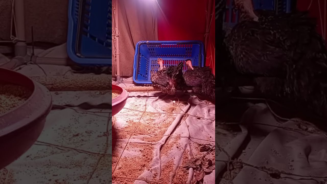 🔴 Live dos Pintinhos 24-02-26 #aves