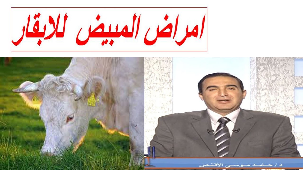 امراض المبيض  للابقار و الاعراض و العلاج