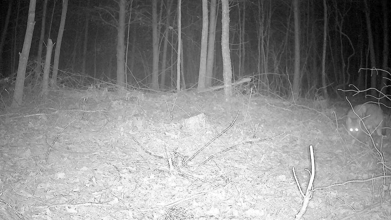 Curious Coyote