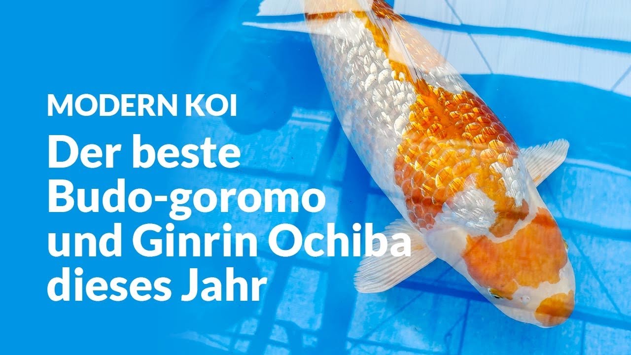 Die Sansai aus dem Naturteich Kyonozu-shita | Modern Koi Blog #7041