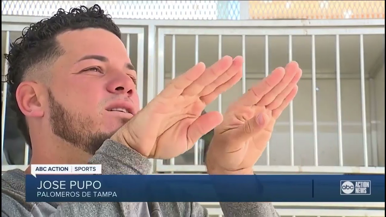 Cuban Thief Pouters (palomeros de tampa)