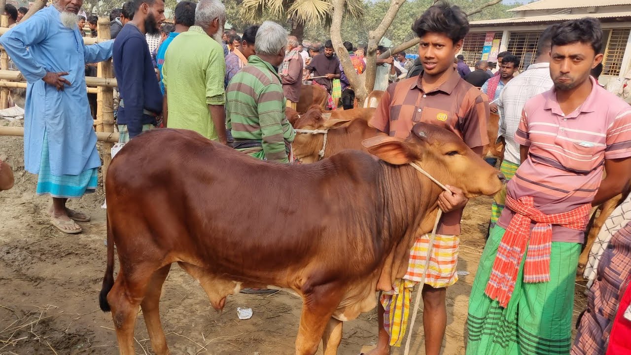 @আজ ১৯জানুয়ারি ২৬ | প্রচুর চাহিদা সম্পূন্ন শাহিওয়াল ষাঁড় বাছুর  গরুর দাম | রানীগঞ্জ হাট | দিনাজপুর 