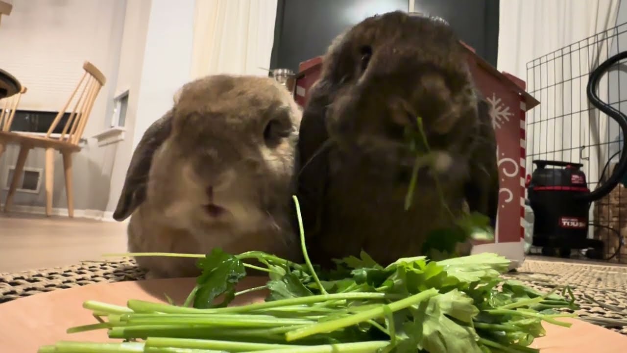 Sweet Bunnies Eating Greens