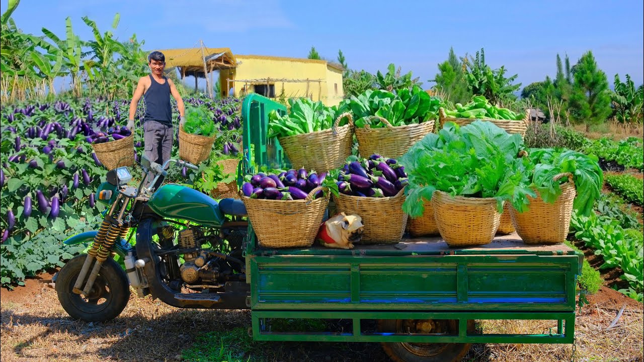 Harvest A Motorcycle Cart Of Brassica juncea And Eggplant To Sell At The Market – Plant Vegetables.