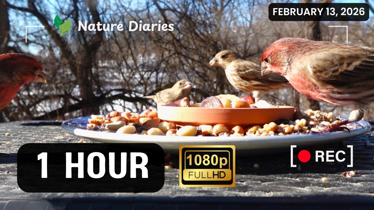 55 Minutes of Winter Bird Feeding | A TON of Morning Activity!