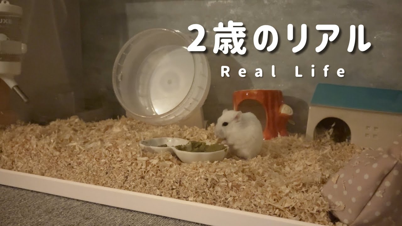 2歳のハムスターのリアル。夜のナビを記録しました｜定点カメラ