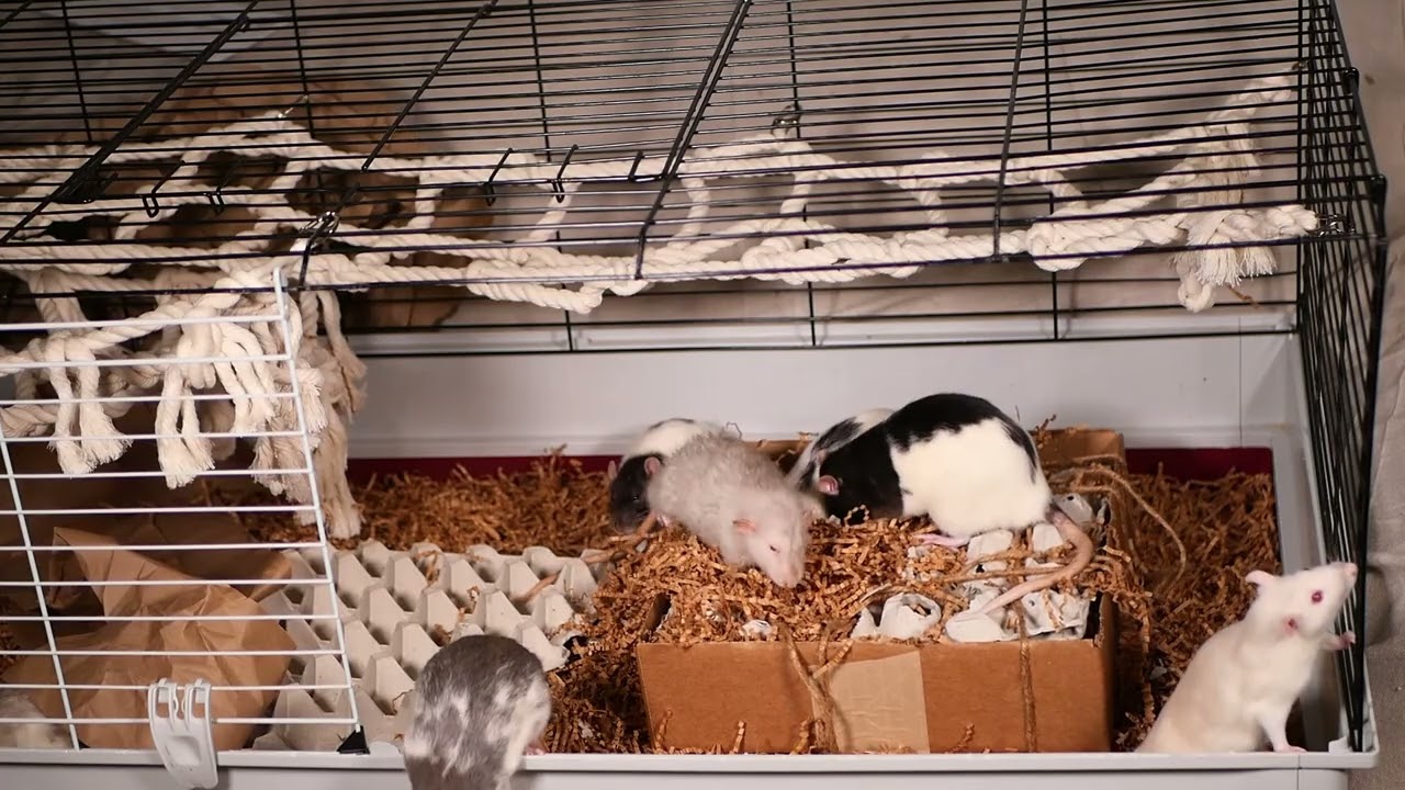 19 Minutes of Rats Playing and Mating (No Music)