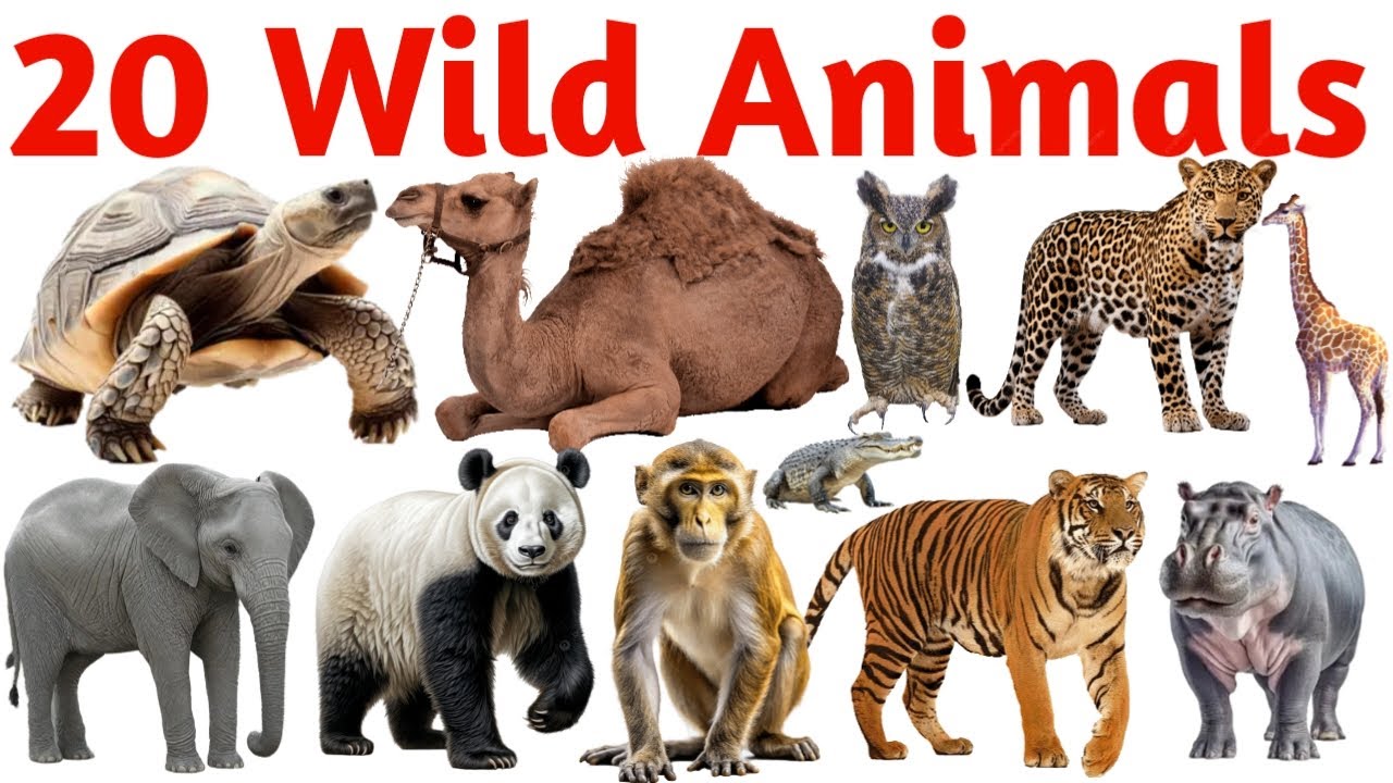 20 Wild Animals Name with Pictures | Fun Learning Video for Kids, Toddlers & Preschool