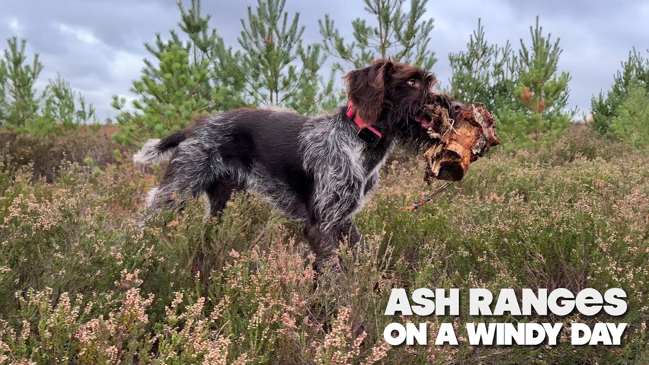 Ash Ranges On A Windy Day