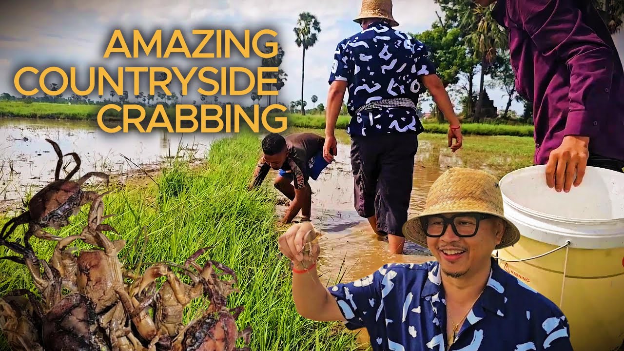 Catching Crabs from the Rice Field in the Countryside / Rural Areas / Cambodia Living
