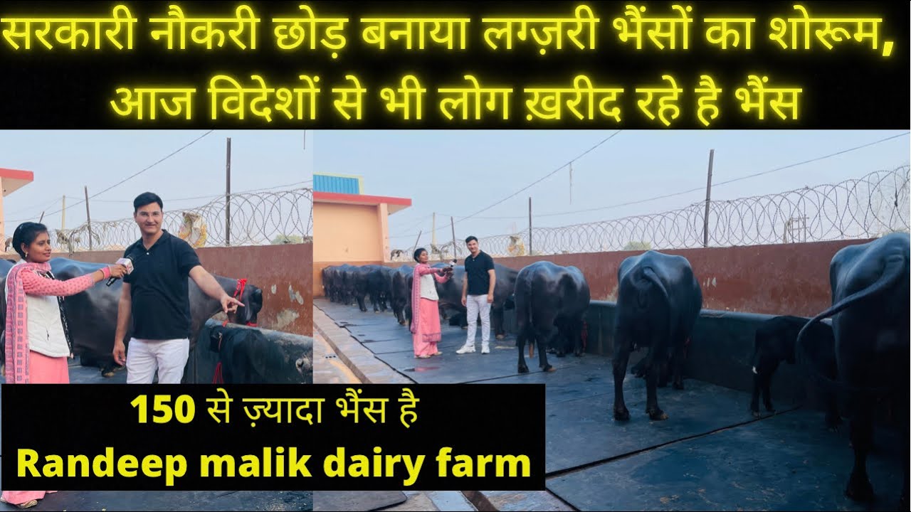 150से ज़्यादा लग्ज़री भैंसों का शोरूम, विदेशों से भी लोग कर रहे order #Randeep_malik_