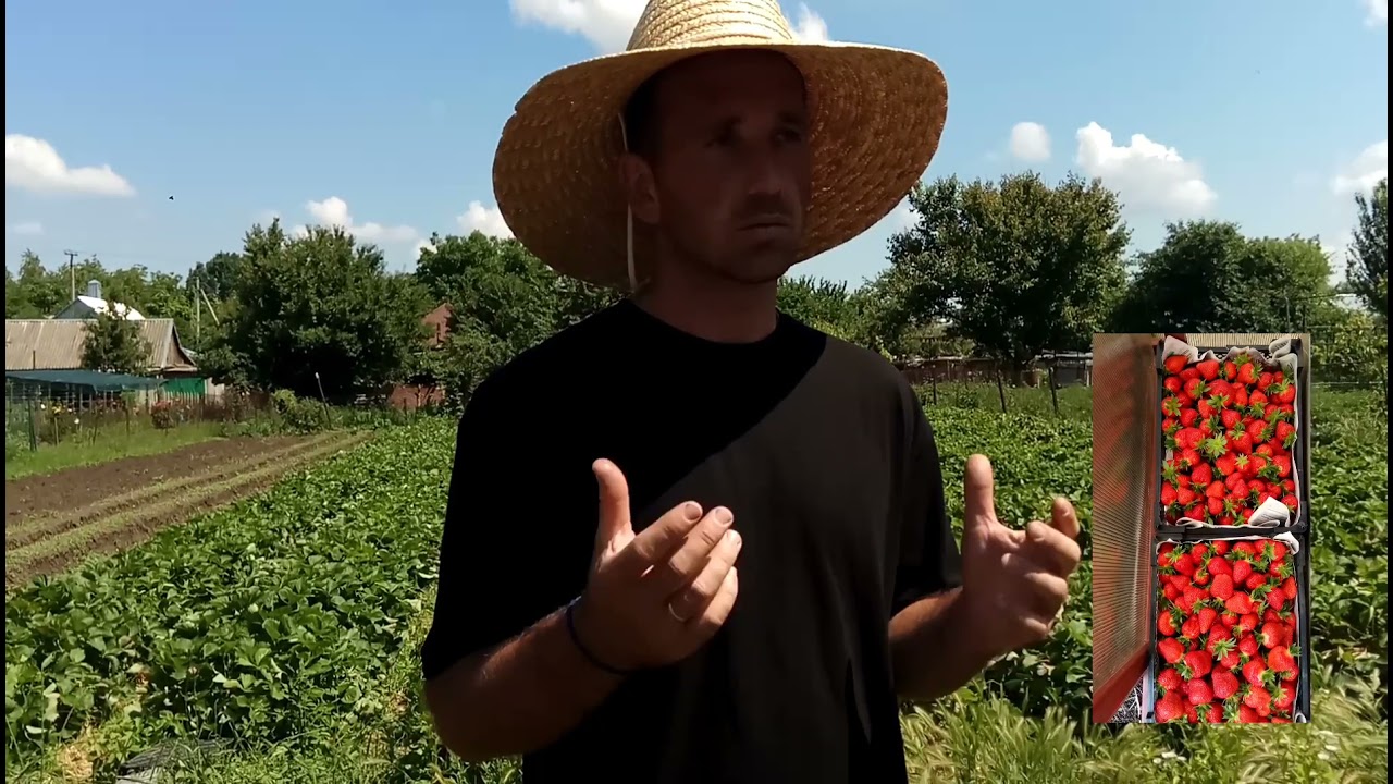 Итоги заработка на клубнике.Уражай 2021год.Клубника на своем участке.🍓🍓🍓