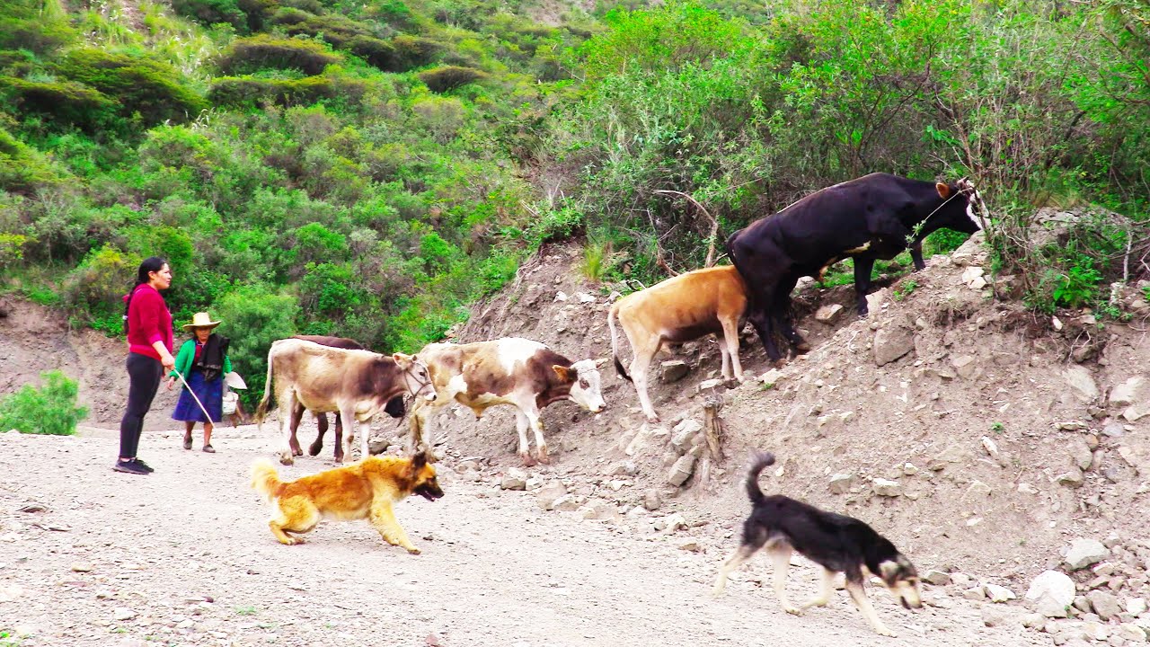 Así es un día de pastoreo de ganado en el campo
