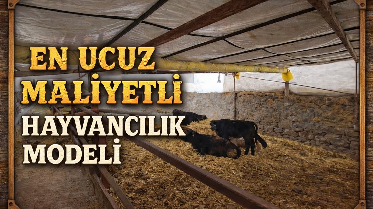 EN AZ MALİYETLE HAYVANCILIK MODELİ - ETÇİ IRKLARLA MELEZLEME #angus #cow #animals #farming #vetlife 