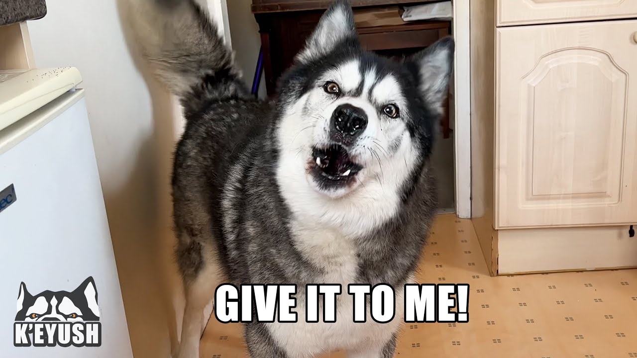 Husky Stomps PAWS & Demands to Have My Dinner!