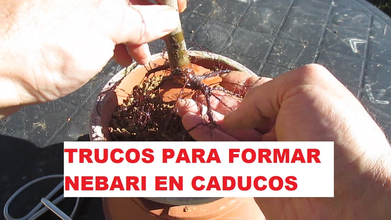 TRUCOS PARA FORMAR LOS NEBARI DE LOS CADUCOS ֍ ZELKOVA SERRATA O KEYAKI (OLMO JAPONÉS)