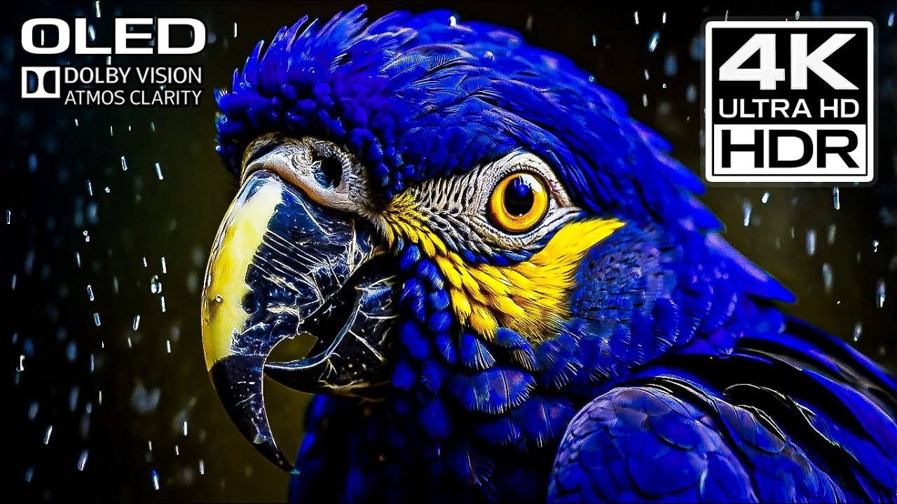 Color Explosion 4K HDR OLED Dolby Vision (Relaxing Ultra HD Nature Film)